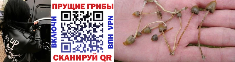Галлюциногенные грибы Psilocybine cubensis  Александровск 